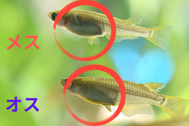 【写真付きで解説】メダカのオスとメスの簡単な見分け方