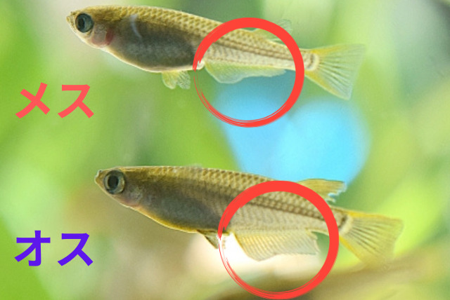 写真付きで解説】メダカのオスとメスの簡単な見分け方 |