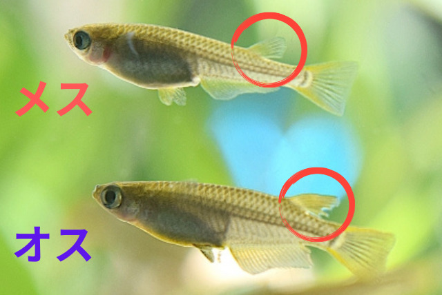 写真付きで解説】メダカのオスとメスの簡単な見分け方 |